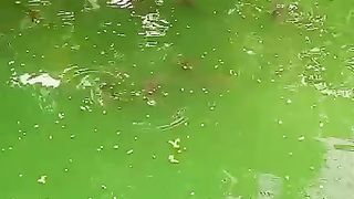 Walaupun air kolam HIJAU tapi jika ikan lele banyak dipermukaan air dan Bergerak lambat, segara kocor atau ganti air