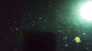 Patroli malam kekolam itu penting, terutama hama katak sawah suka numpang kawin