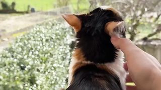 catastrophique cat