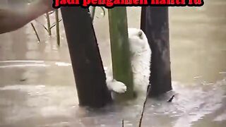 Funny video cat????