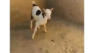 Beautiful goats for sale in Pakistan