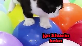 Funny video cat :)