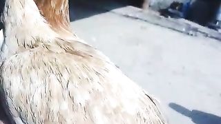 Top quality Aseel hens for sale