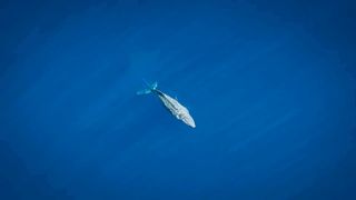 Очень советую посмотреть.Эта молодая самка запуталась в рыболовной снасти