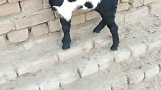 Top quality goats for sale in Pakistan