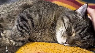 Funny cats :)
