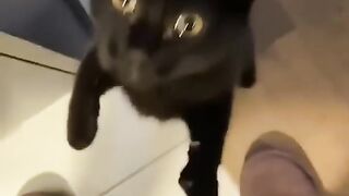 Lol cats
