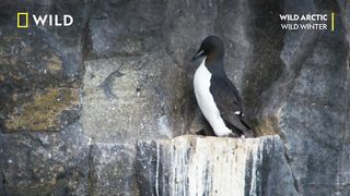 Guillemot Synchronised Efforts | Wild Winter | National Geographic WILD UK