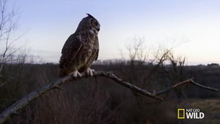 Great Horned Owl on the Hunt | Nat Geo Wild
