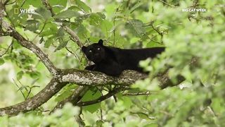 Hiding in the Shadows | The Real Black Panther | National Geographic Wild UK