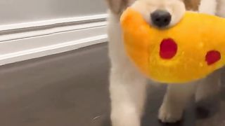 Funny dog haha