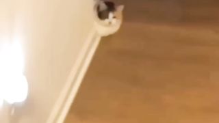 Lol kitten :)