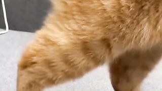 Funny videos with animals
