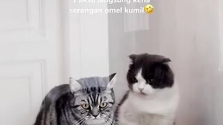 Ngakak liat kelakuan dua ini hahaha yuki ngidamnya sensi ke loki kali ya????