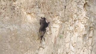Rock Climbing Bears