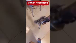 Funny Cats and Dogs Shorts Video compilation ???????????? Try not to Laugh Caught on Camera Cat