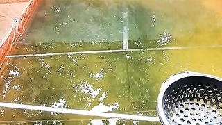 Apakah benar IKAN LELE yang dipanen dari kolam tanah (Empang) harganya MURAH❓