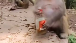 Lol monkey