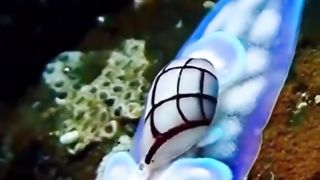 Hydatina physis is a snail living on the ocean floor