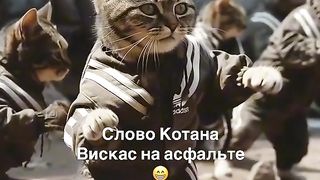 Слово котана - Вискас на асфальте ????????