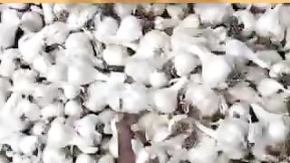 Today garlic mandi rate 22/02/2024