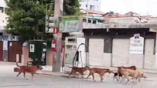 Funny dog