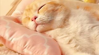 A bed with a special place for a cat