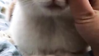 The cat couldn't stand such pleasure