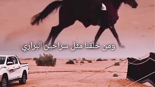 الصقر