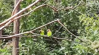 The parrot lights up to the fullest