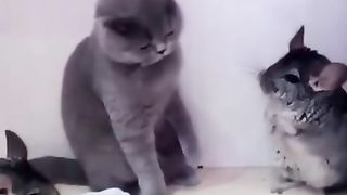 Wait.... are those rats??