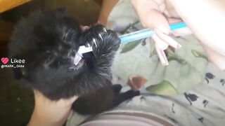 Смешные животные