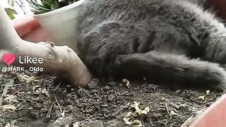 Смешные животные