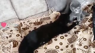 Смешные животные