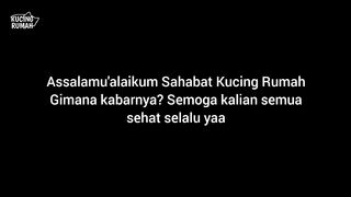 Duka Mendalam???????? Kepergian Anak Kucing Oren Dalam Pelukan Terakhir Ibunya