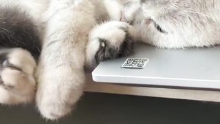 Wow So Cool ???? cat ????