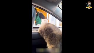 Funny cats