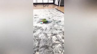 Beautiful parrots