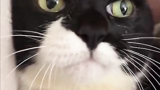 sloppy cat