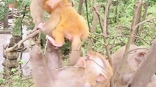 Very cute baby monkey swinging on the tree