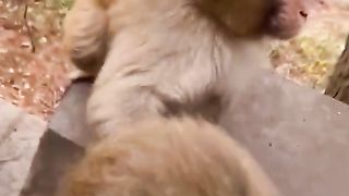 Aggressive monkey mother