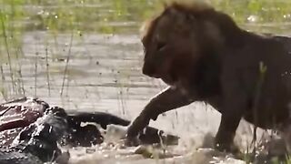 Crocodile vs Lion fight