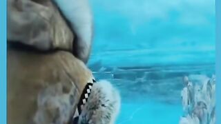 MAN DOG SNOW