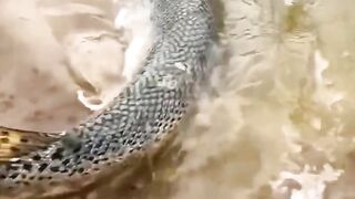 Ikan monster yang memiliki telur beracun