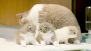 MODAL 100 RIBU !! NEKAD ADOPSI KUCING DARI PASAR HEWAN