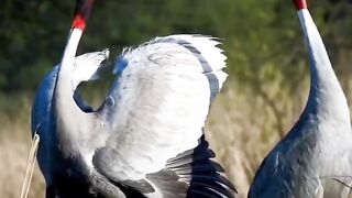 Burung Tertinggi yang bisa terbang