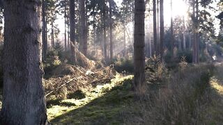 Forest during the morning