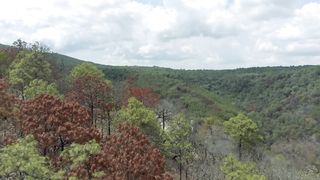 Flies over the colorful trees