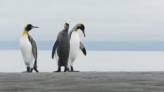 Penguins birds penguin dance