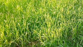 Green Pakistan